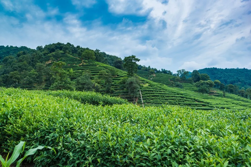 Đồi chè Long Tỉnh