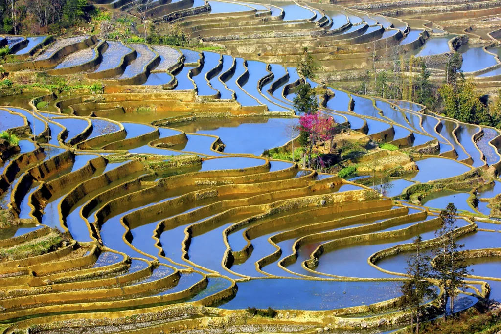 Ruộng bậc thang Nguyên Dương