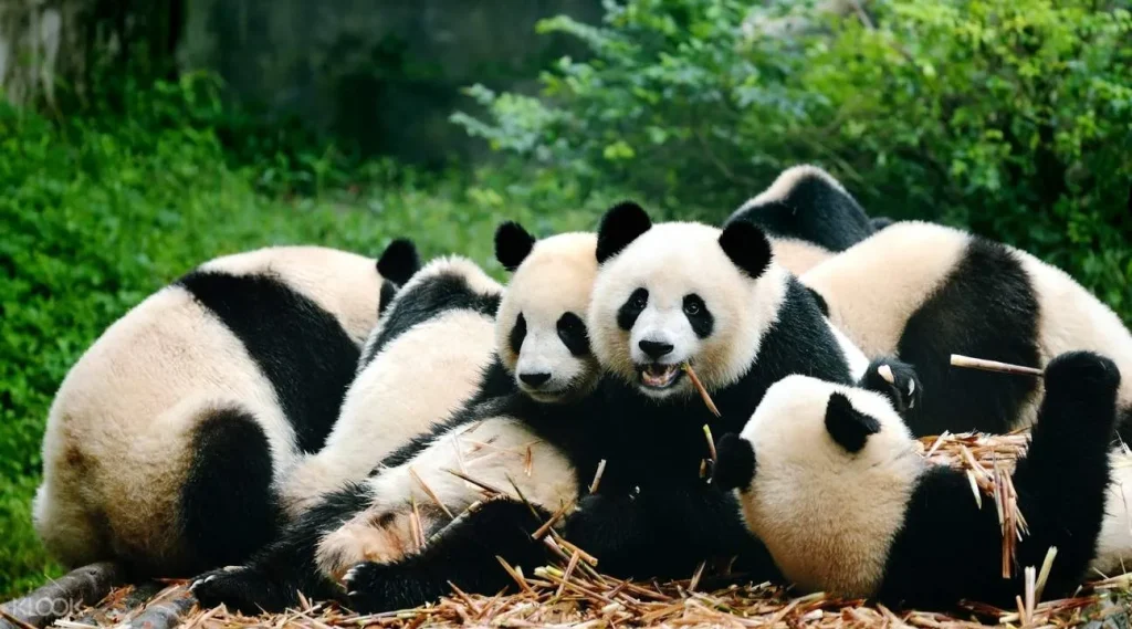 Tham quan Cơ sở nghiên cứu nhân giống gấu trúc lớn Thành Đô