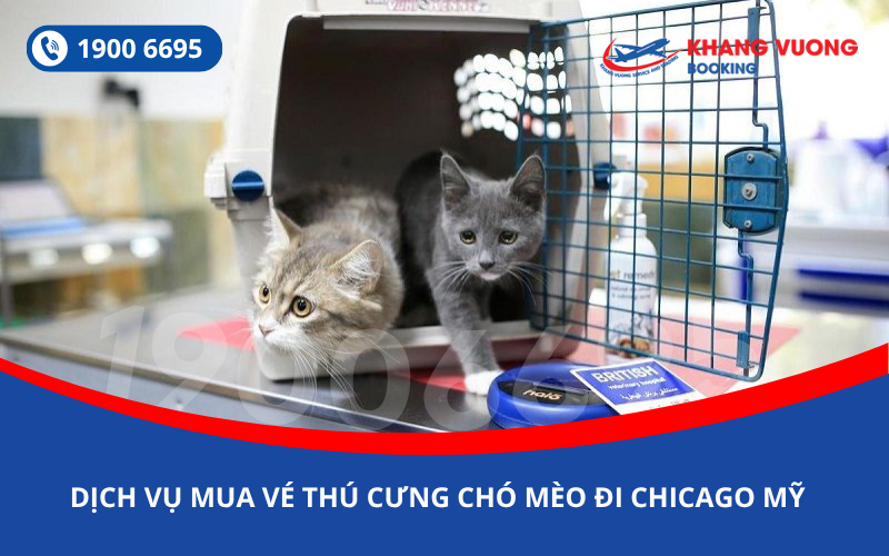 Dịch vụ đặt vé máy bay cho thú cưng chó mèo đi Chicago Mỹ