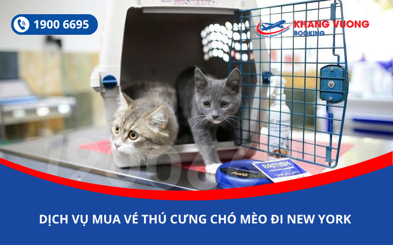 Dịch vụ đặt vé máy bay cho thú cưng chó mèo đi New York Mỹ