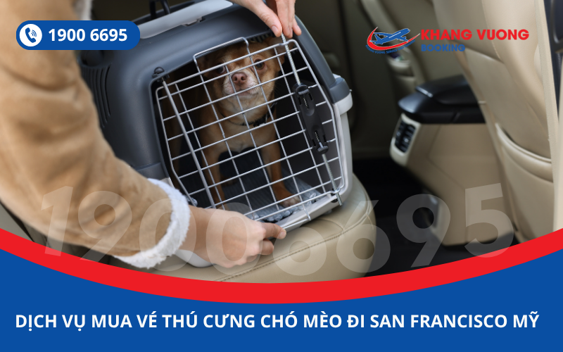 Dịch vụ đặt vé máy bay cho thú cưng chó mèo đi San Francisco Mỹ
