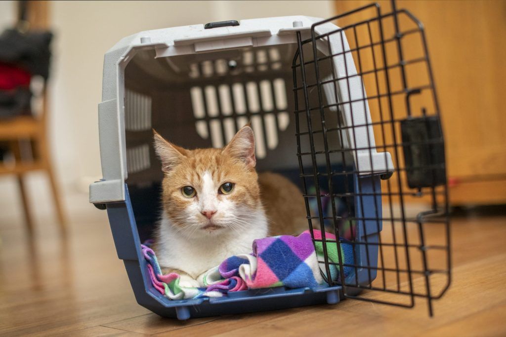 Lồng vận chuyển chó mèo đi máy bay